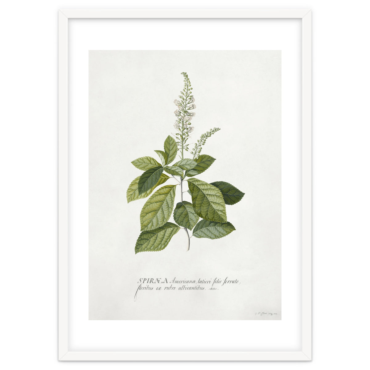 Georg Dionysius Ehret – Cinnamomum Illustration (1708–1770)