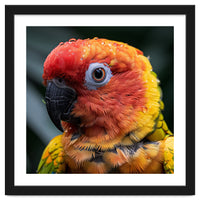 Sun Conure Parrot Bird With Water Droplets