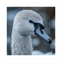 Close Up Of A Swan Head Covered In Water Droplets (Print Only)