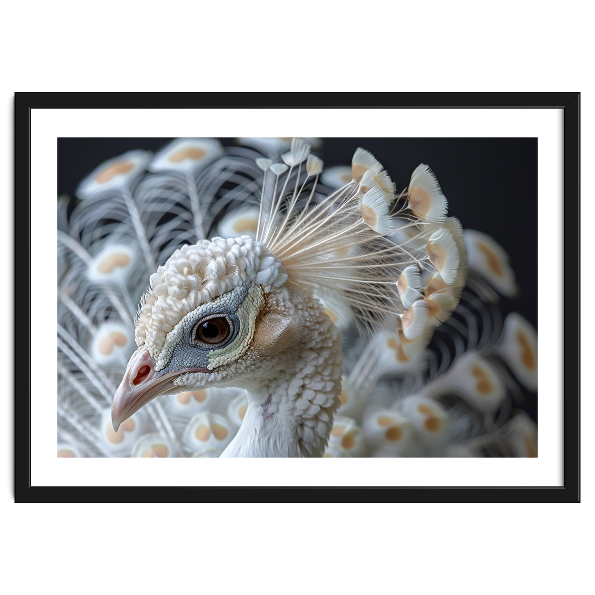 Close Up Albino Peacock Bird Portrait