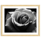 Ethereal Monochromatic Rose Petal Macro thumbnail