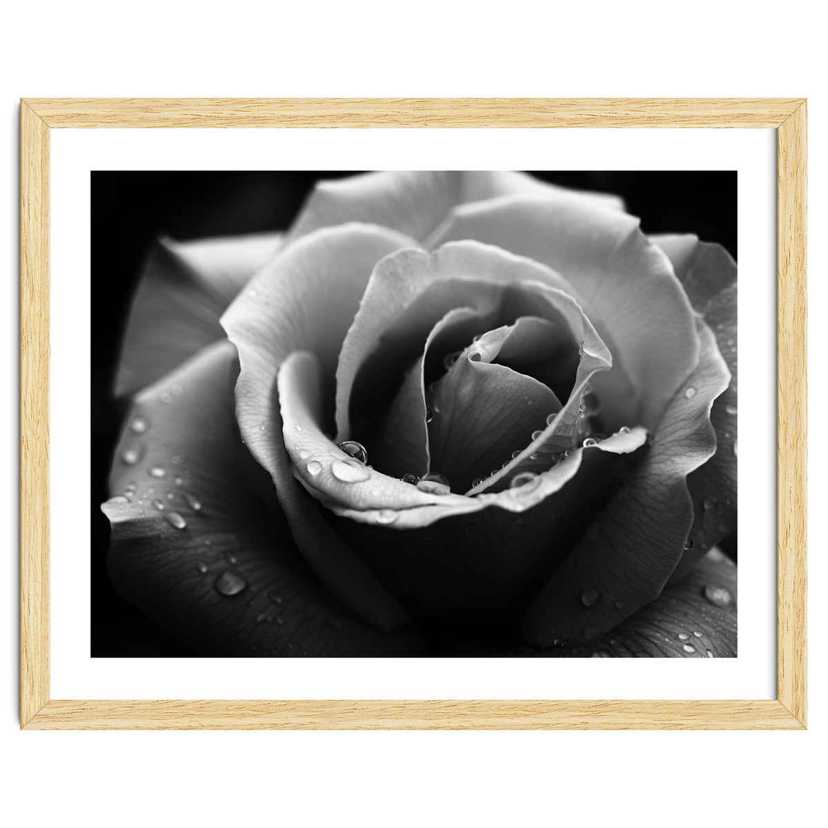 Ethereal Monochromatic Rose Petal Macro