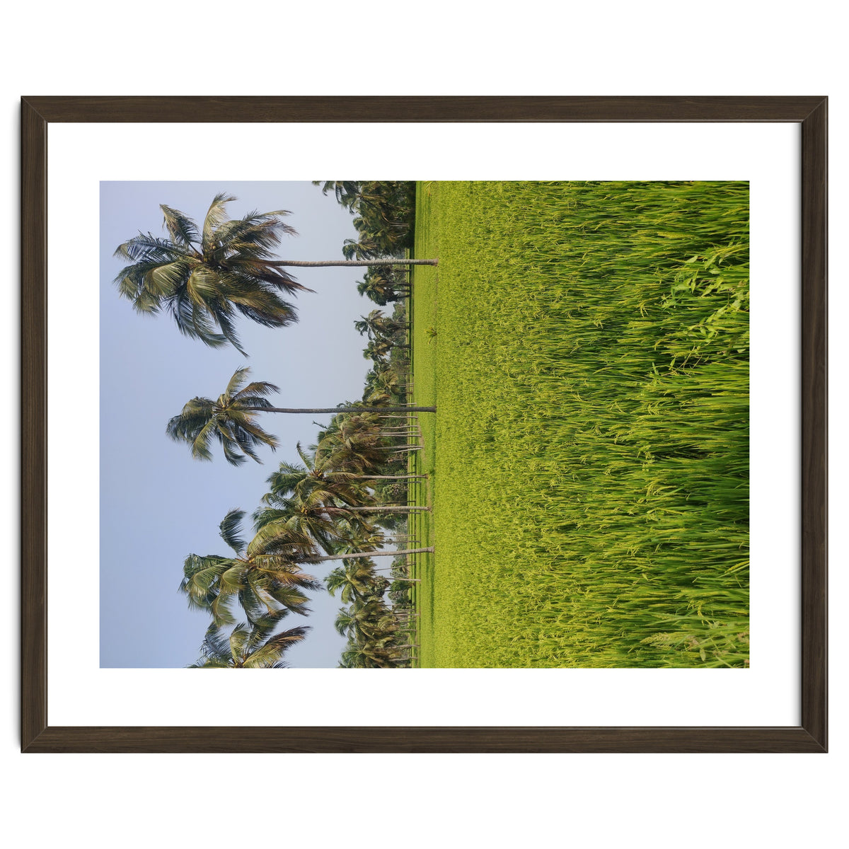 The Paddy Fields of Kerala, South India