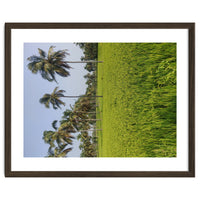 The Paddy Fields of Kerala, South India