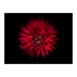 Backyard Flowers No 45 Color Flow Version (Print Only) thumbnail