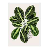 Maranta Plant (Print Only)