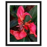 Red Indian Shot Flower thumbnail
