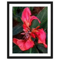 Red Indian Shot Flower