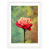 A Vibrant Red Rose thumbnail