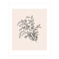 Acacia Botanical illustration (Print Only)