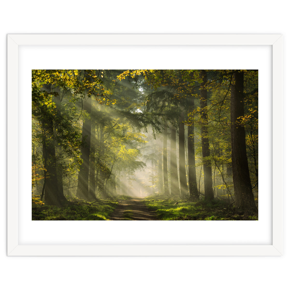 Sunrays in a Dutch forest