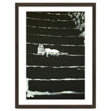 Cat On Stairs thumbnail