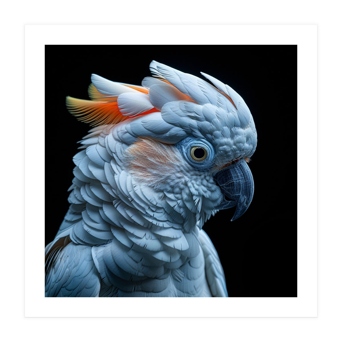 Close Up Of A Cockatoo Parrot Head (Print Only)