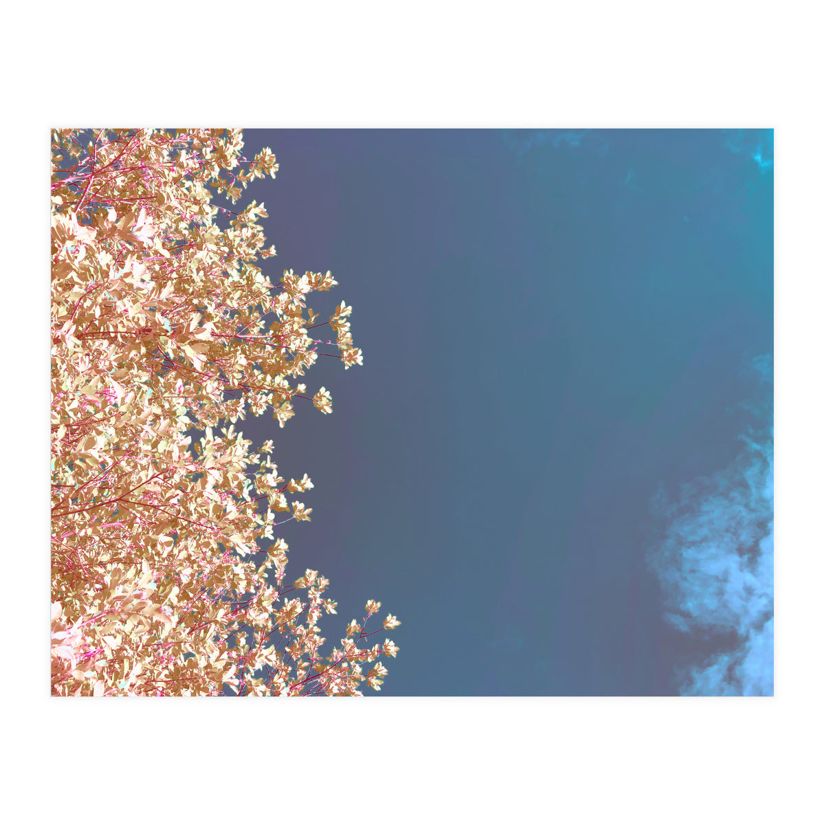 Leaves And Sky (Print Only)