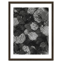 Hydrangeas | Black & White Portrait