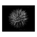 Backyard Flowers In Black And White No 20 Flow Version with Border (Print Only) thumbnail