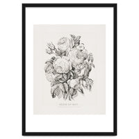 Currier & Ives – Rose of May (1870)