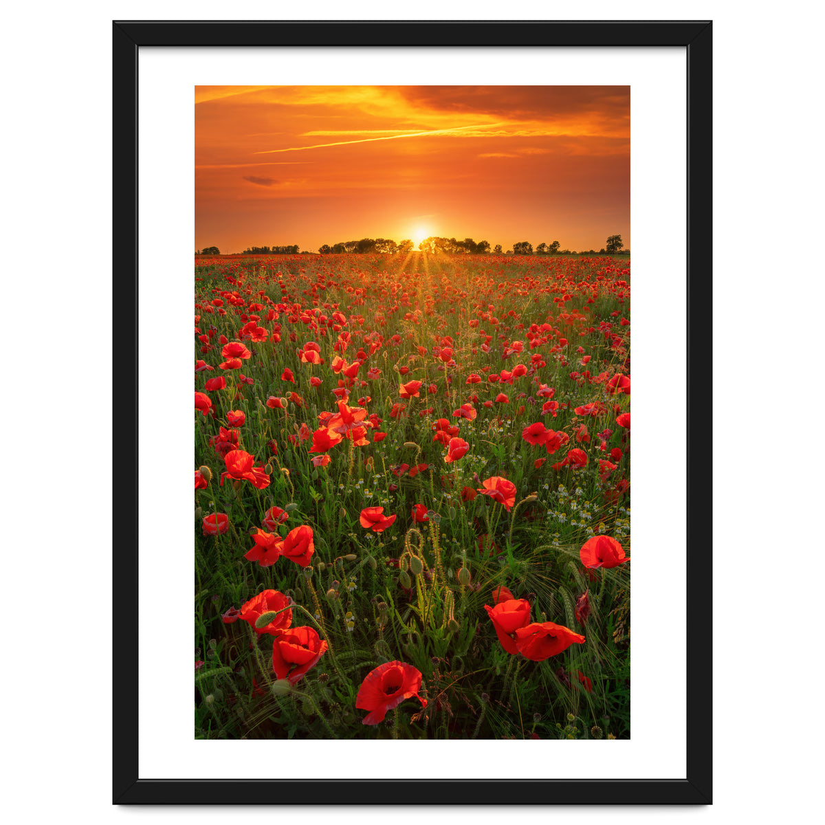 Poppies At Sunset