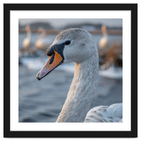 Majestic Swan Portrait In Snowy Waters
