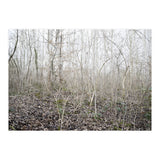 Lost in the birch forest (Print Only) thumbnail