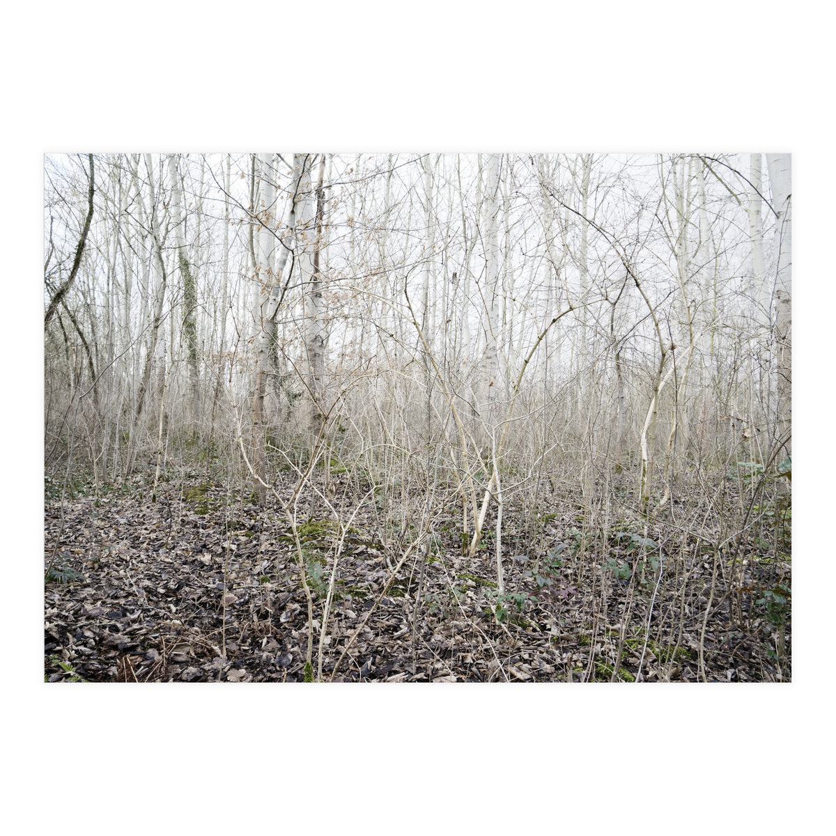 Lost in the birch forest (Print Only)