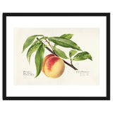 Royal Charles Steadman – Peach Twig (Prunus persica) (1918) thumbnail
