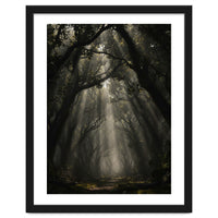 Enchanted Canopy: Mystical Forest Path