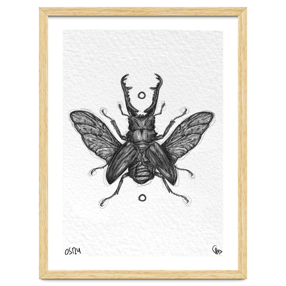 Giraffen Hirschkäfer