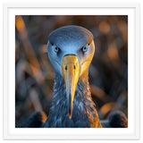 Great Blue Heron Closeup Dramatic Portrait thumbnail
