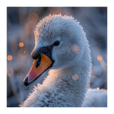 Close Up Frosty Swan Head During Golden Hour (Print Only) thumbnail