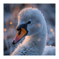 Close Up Frosty Swan Head During Golden Hour (Print Only)