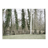 Sole white birch in the trees (Print Only) thumbnail