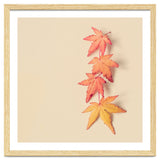 Maple In Pastel thumbnail