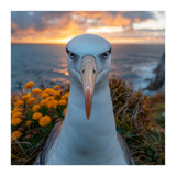 Albatross Bird With Intense Gaze By The Sea (Print Only) thumbnail