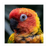 Sun Conure Parrot Bird With Water Droplets (Print Only)