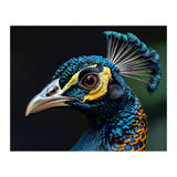 Close-up of a Peacock’s Head (Print Only) thumbnail