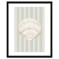 Sea shell