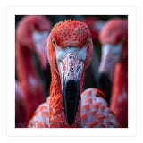 Close Up Of A Flamingo Bird Face, Pink Feathers (Print Only) thumbnail