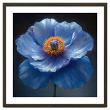 Meconopsis | Sapphire Serenade thumbnail