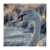 Close Up Of A Swan Covered In Frost (Print Only) thumbnail