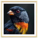 Black Bird With Red Eyes And Orange Chest Feathers thumbnail