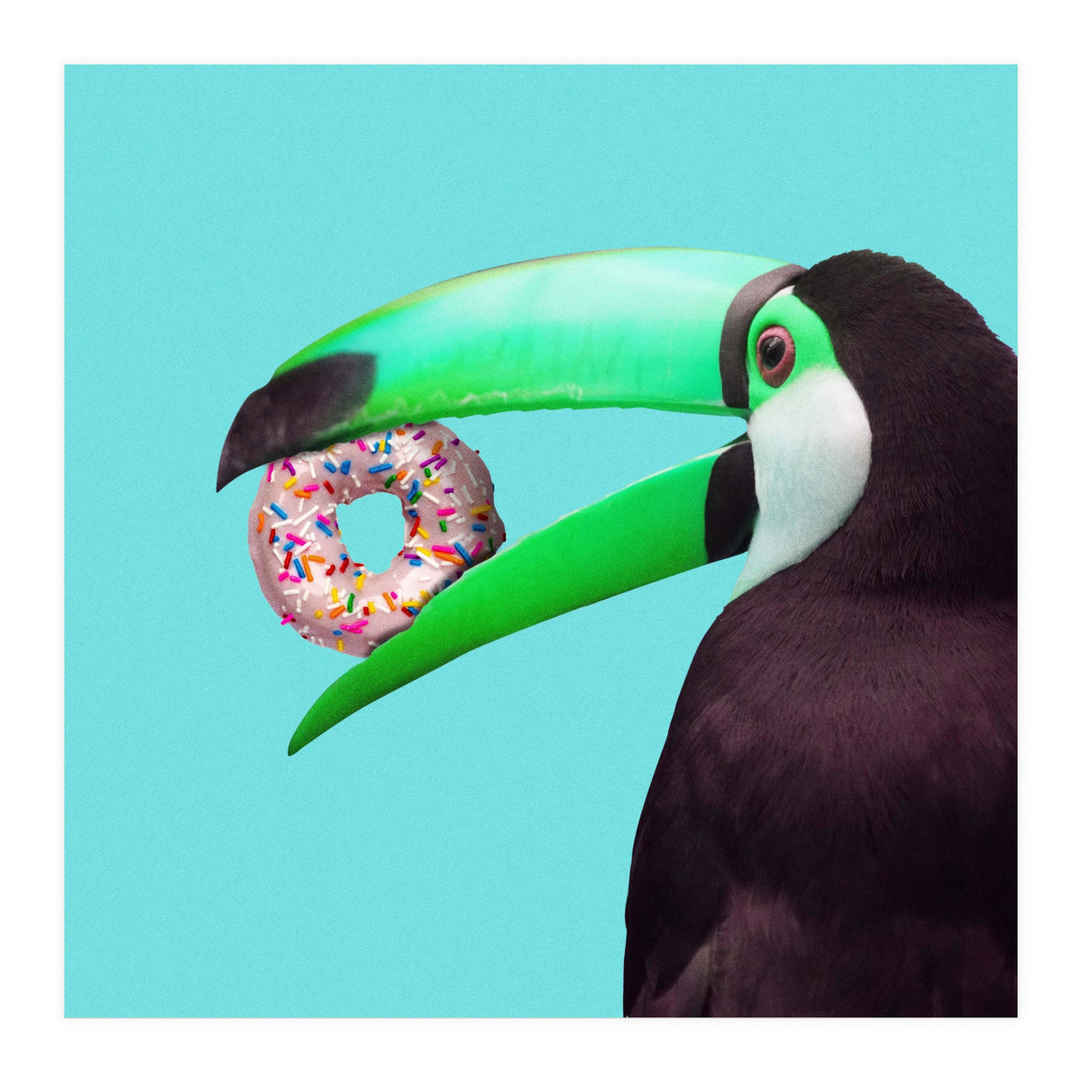 Sweet Toucan (Print Only)