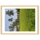 The Paddy Fields of Kerala, South India thumbnail