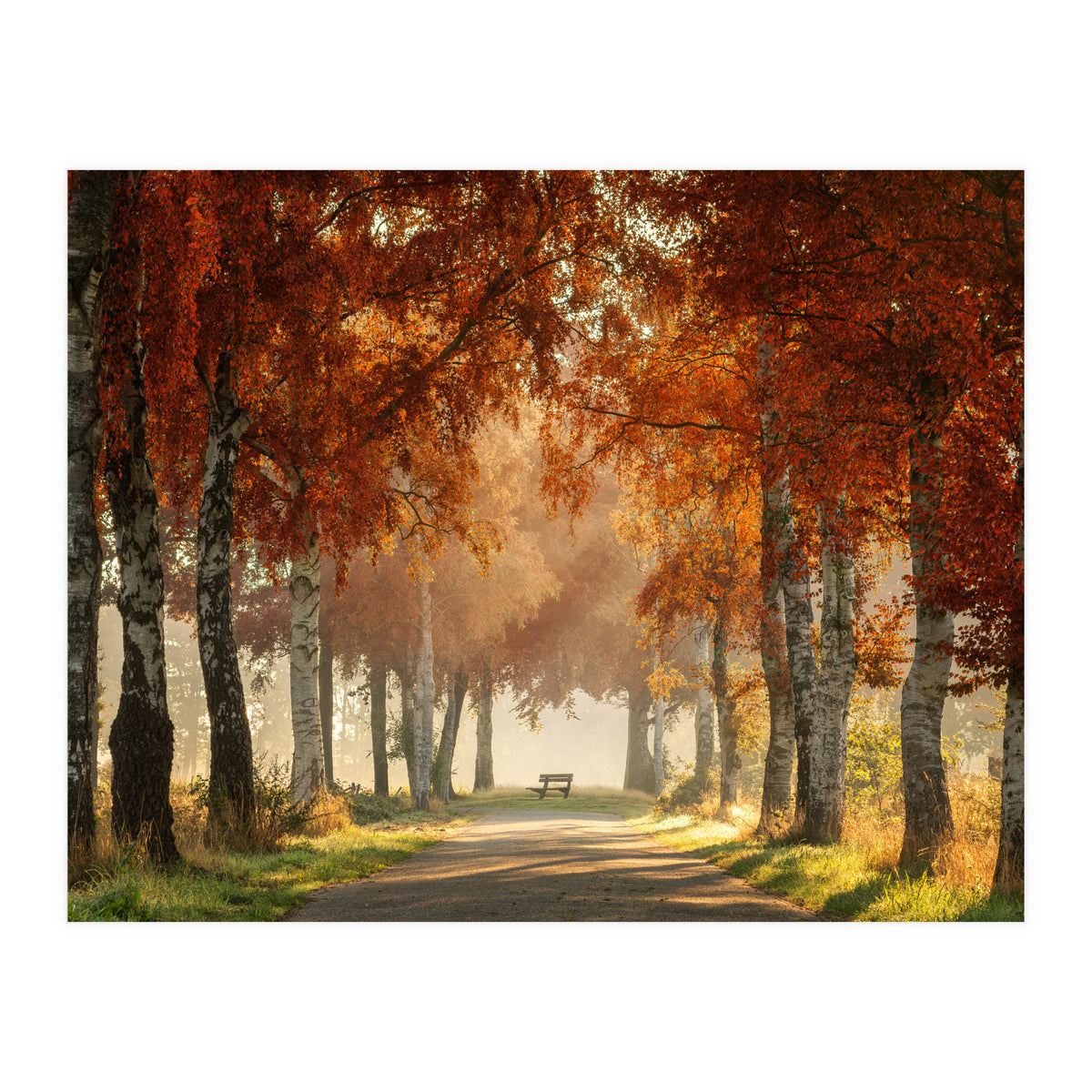 Red autumn (Print Only)