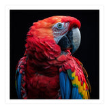 Scarlet Macaw Parrot Close Up Portrait  (Print Only) thumbnail