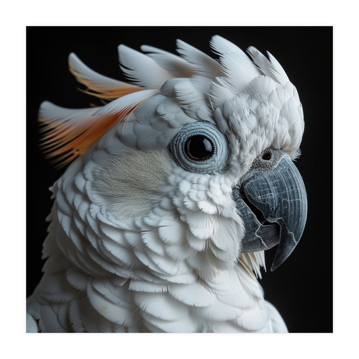 White Cockatoo Parrot With Orange Crest  (Print Only)