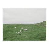 A flock of Sheep in the Green Hill - Iceland  (Print Only) thumbnail