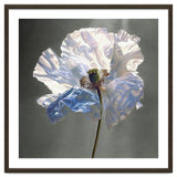 Shirley Poppy | Morning Silk thumbnail