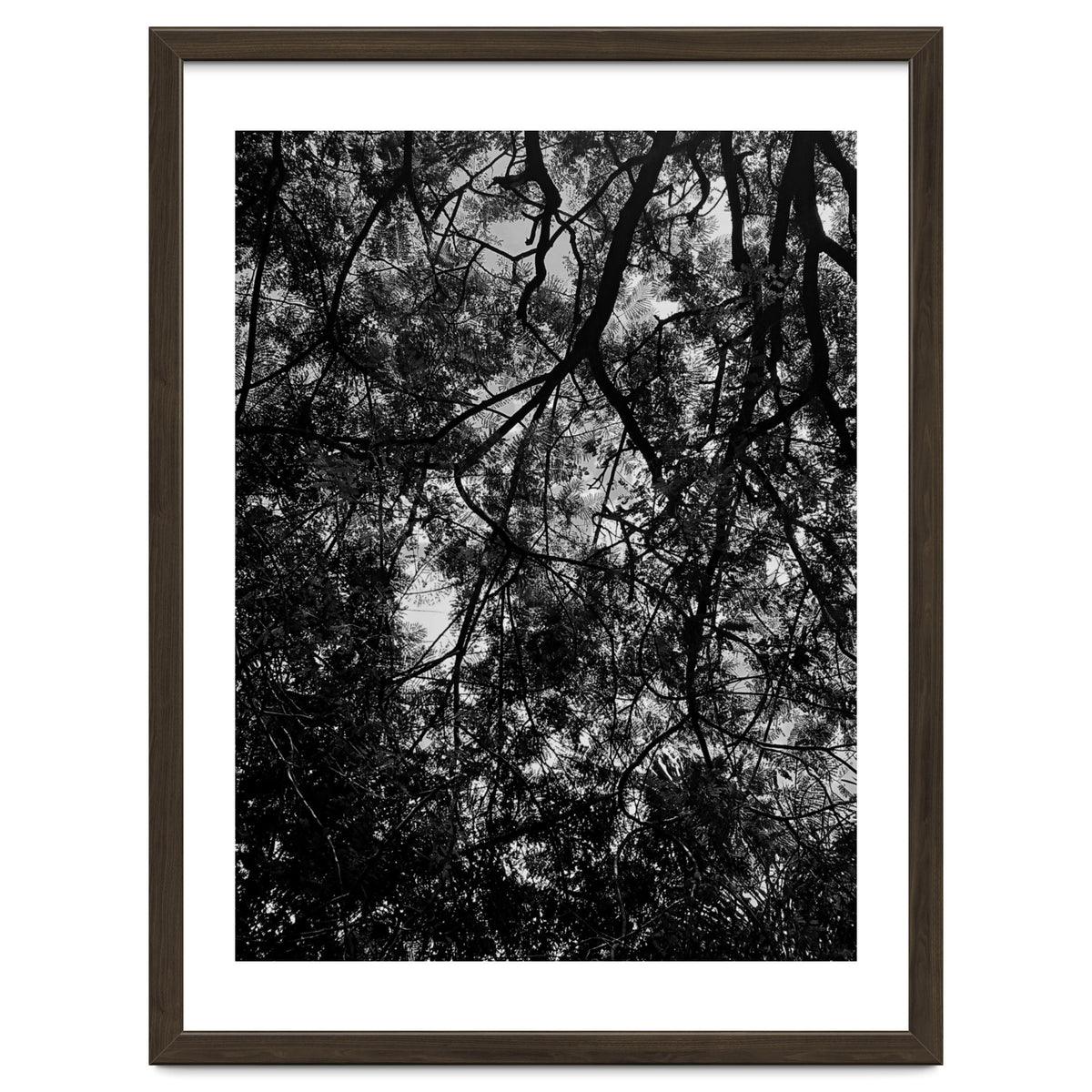 Tree From Below Black Silhouette