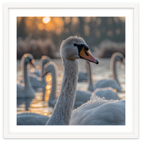 Close Up Of Swan With Water Droplets At Sunrise